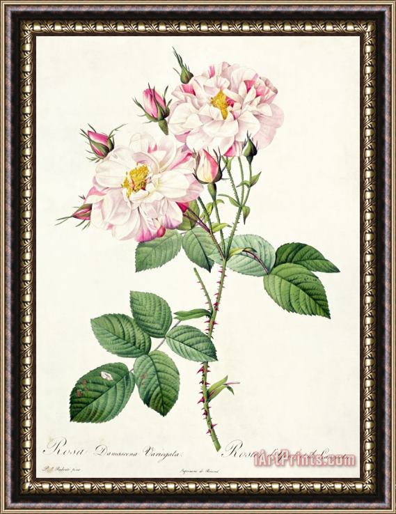 Pierre Joseph Redoute York and Lancaster Rose Framed Print