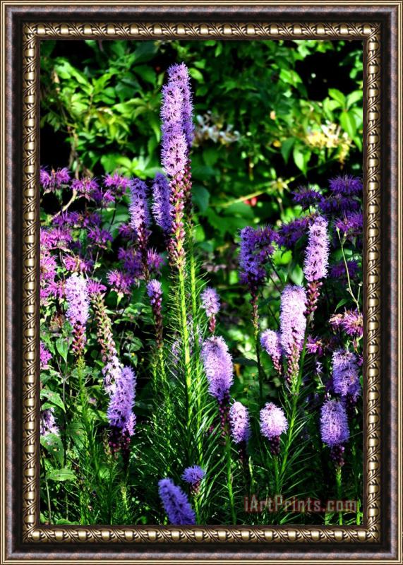 Pol Ledent Garden flowers 1 Framed Painting
