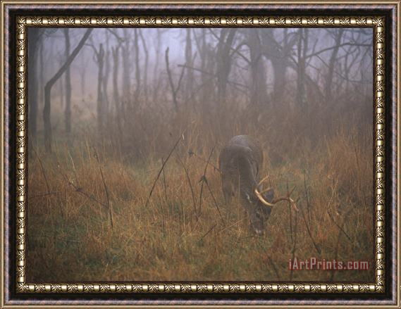 Raymond Gehman A 8 Point White Tailed Deer Buck Eating Grasses at Woods Edge Framed Print