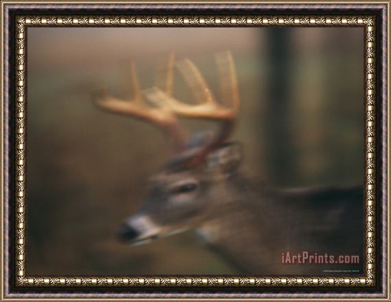 Raymond Gehman A 8 Point White Tailed Deer Buck on a Foggy Morning Framed Print