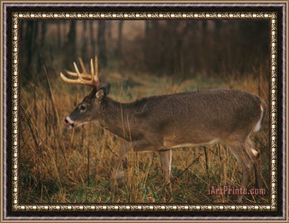 Raymond Gehman A 8 Point White Tailed Deer Buck Framed Print
