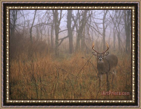 Raymond Gehman A 8 Point White Tailed Deer Buck Standing in Grasses at Woods Edge Framed Print