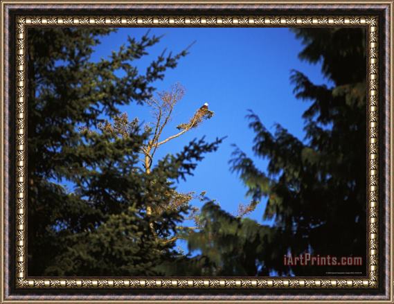 Raymond Gehman A Bald Eagle Haliaeetus Leucocephalus Rests in a Bare Tree Top Framed Painting
