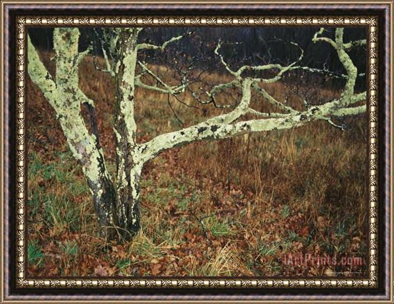 Raymond Gehman A Bare Dogwood Tree Covered with Lichens at Priest Overlook Framed Print