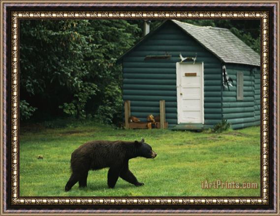 Raymond Gehman A Black Bear Looks for a Meal on The Grounds of The Taku Glacier Lodge Framed Painting