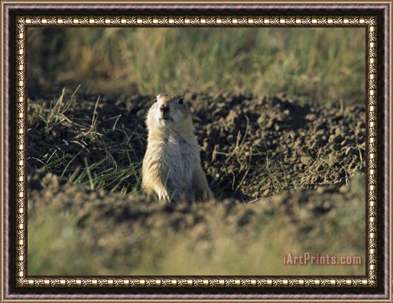 Raymond Gehman A Black Tailed Prairie Dog Peers Over The Entrance to Its Burrow Framed Painting