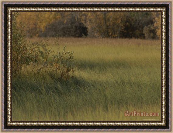 Raymond Gehman A Blanket of Grass Covers a Field Bordered by Autumn Colored Trees Framed Print