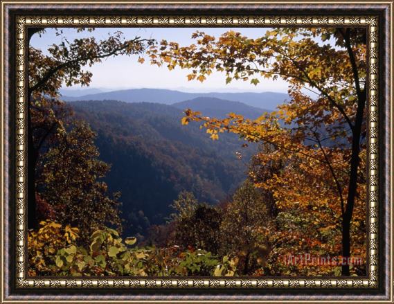 Raymond Gehman A Blue Ridge Mountain Escarpment Framed by Maple Trees in Autumn Hues Framed Print