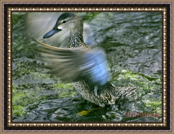 Raymond Gehman A Blue Winged Teal Duck Flapping It's Wings Framed Print