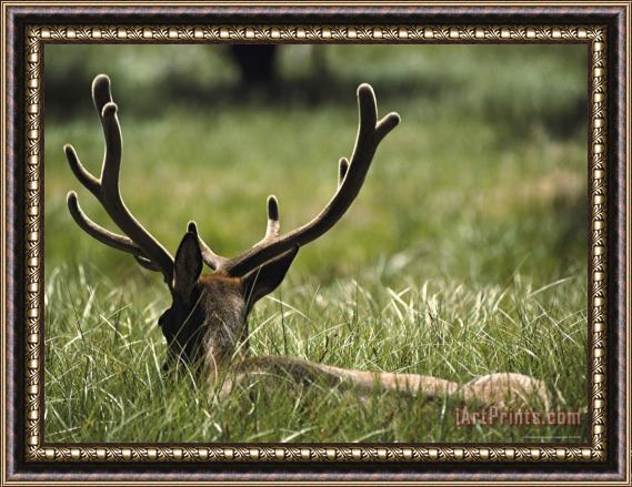 Raymond Gehman A Bull Elk Or Wapiti Its Antlers in Velvet Lying in a Grassy Field Framed Painting