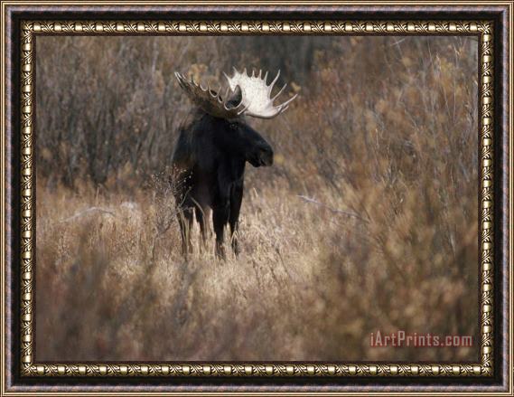 Raymond Gehman A Bull Moose Near The Snake River Framed Print