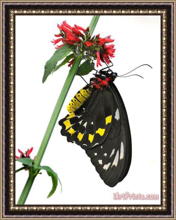 Raymond Gehman A Butterfly Clings to a Red Flowered Green Stalk Framed Painting