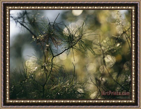 Raymond Gehman A Close View of a Cluster of Pine Needles Framed Painting