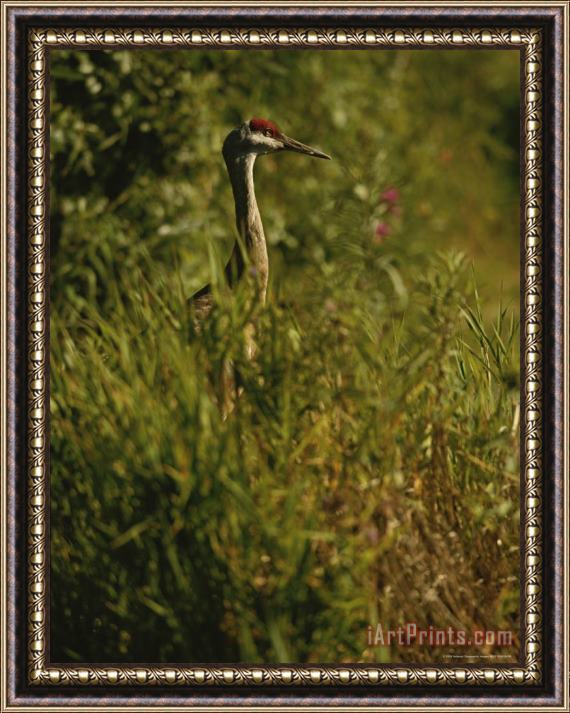 Raymond Gehman A Close View of a Sandhill Crane Standing in Tall Grasses Framed Painting