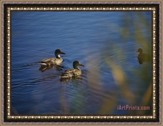 Raymond Gehman A Close View of Ducks Swimming in Water Framed Painting