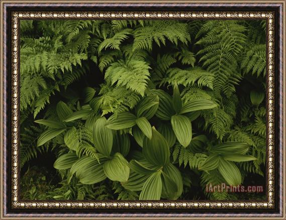Raymond Gehman A Close View of Ferns And Hellebore Framed Print
