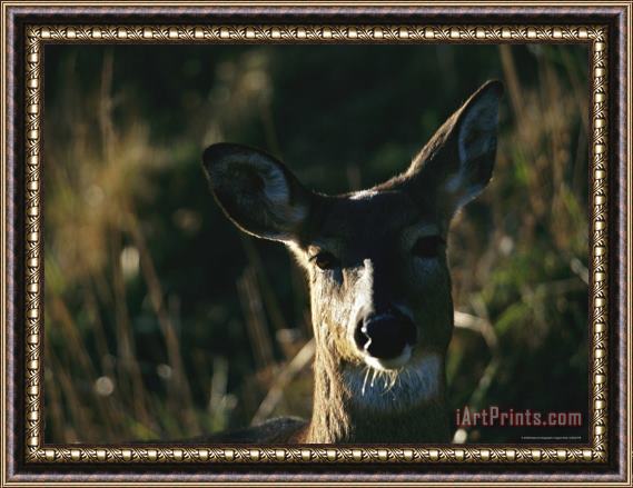 Raymond Gehman A Close View of The Face of a White Tailed Deer Framed Painting
