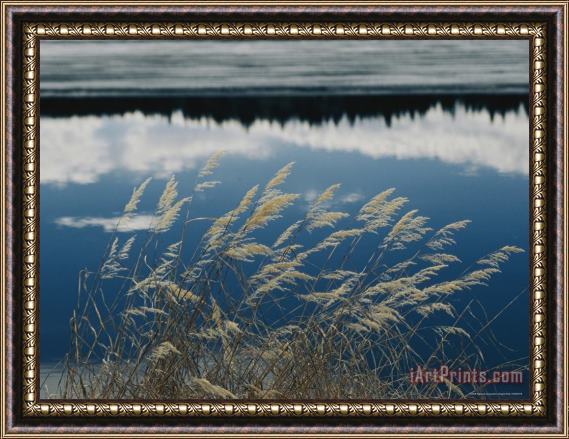 Raymond Gehman A Clump of Grasses Is Framed by Reflections of Sky And Trees in The Lake Framed Painting