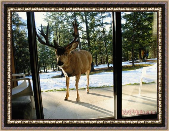 Raymond Gehman A Curious Mule Deer Peers Inside a Hotel Room in Banff Framed Print