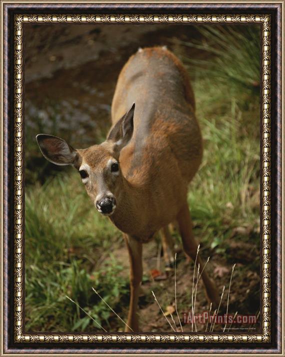 Raymond Gehman A Deer Takes a Look Around in The Apostle Islands Framed Print
