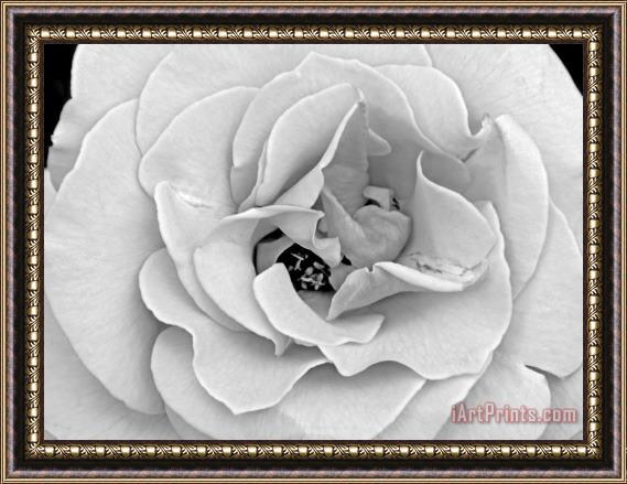 Raymond Gehman A Delicate And Splendid Rose Opens Up Her Petals Framed Print