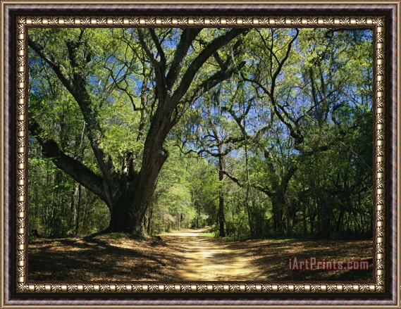 Raymond Gehman A Dirt Road Through a Forest Passes a Large Tree with Spanish Moss Framed Painting