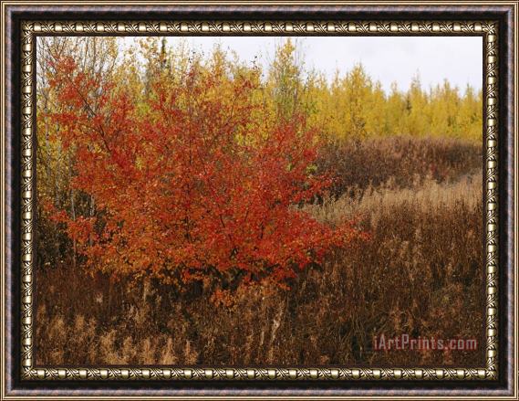 Raymond Gehman A Dwarf Birch Tree Shows Its Autumn Colors Framed Print