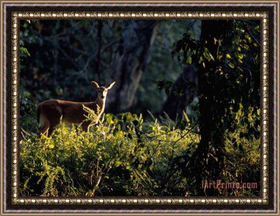 Raymond Gehman A Female White Tailed Deer in a Wooded Setting Framed Painting