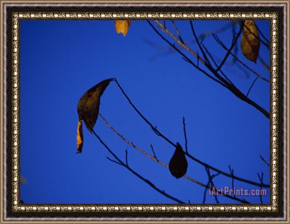 Raymond Gehman A Few Leaves Clinging to Tree Branches in Autumn Framed Print