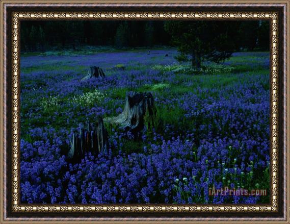 Raymond Gehman A Field Burned by Fire Is Covered with Wildflowers Framed Painting