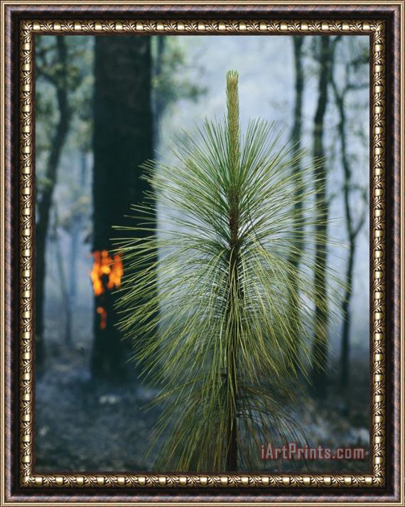 Raymond Gehman A Fire Begins to Rage in a Forest Near The Air Base Framed Print