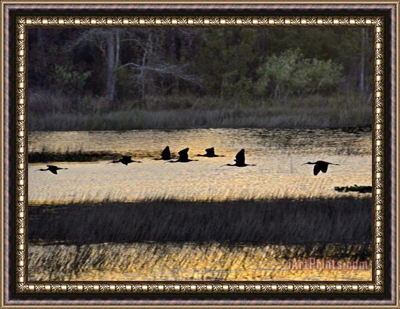 Raymond Gehman A Flock of Ibis Fly Over The Sunset Colored Marsh Framed Painting