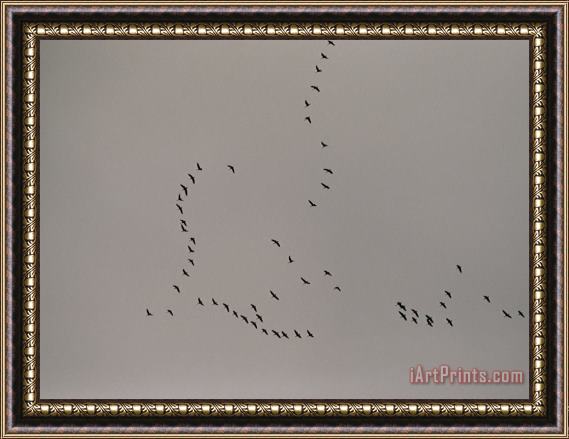 Raymond Gehman A Flock of Tundra Swans Fly Above The Mackenzie River Framed Painting