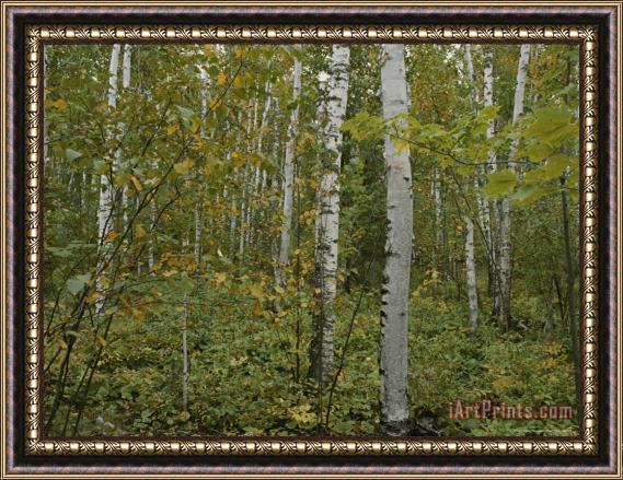 Raymond Gehman A Forest in The Apostle Islands Framed Painting