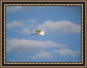 Framed Flies -  Canada