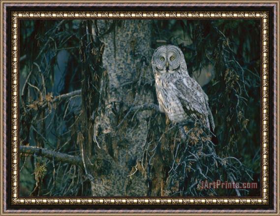 Raymond Gehman A Great Gray Owl Scouts for Prey in Yellowstone Framed Print