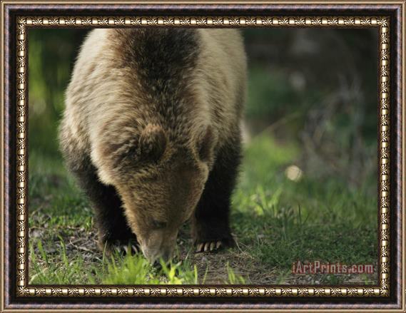 Raymond Gehman A Grizzly Bear Nibbles on Grasses Framed Print