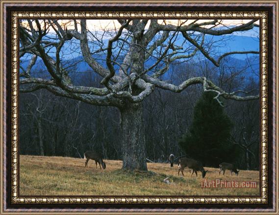Raymond Gehman A Group of White Tailed Deer Grazing Under an Old Oak Tree Framed Painting
