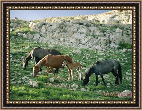Raymond Gehman A Group of Wild Horses Graze in The Pryor Mountains Framed Print