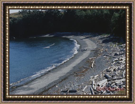 Raymond Gehman A Gull Soars Over a Driftwood Covered Shoreline Framed Painting