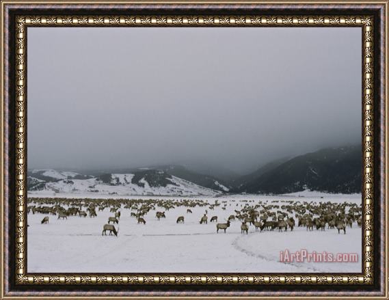 Raymond Gehman A Herd of Elk Or Wapitis in Grand Teton National Park Framed Painting