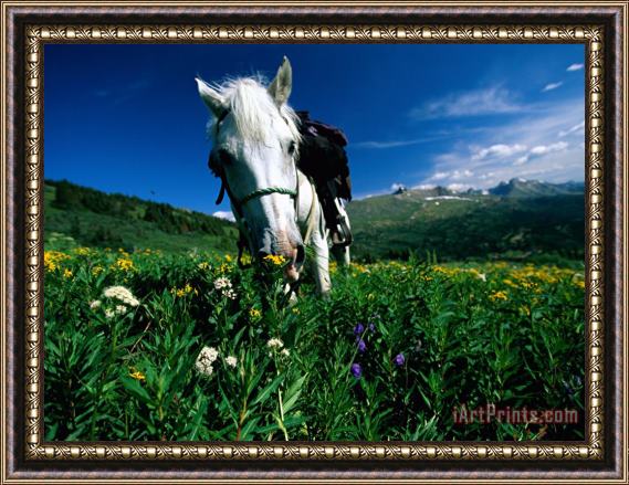 Raymond Gehman A Horse Sniffs at a Patch of Wildflowers Framed Print