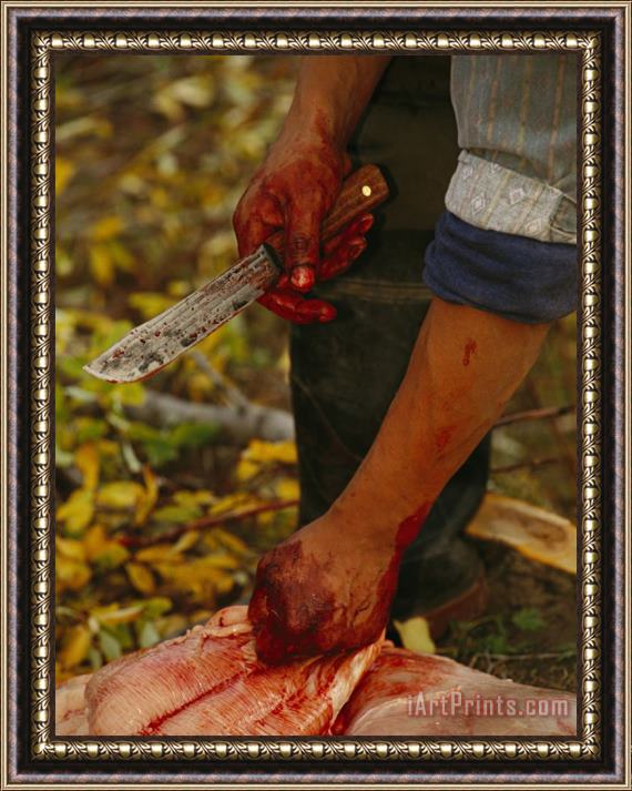 Raymond Gehman A Hunter Butchers a Bull Moose That Will Feed His Family Framed Painting