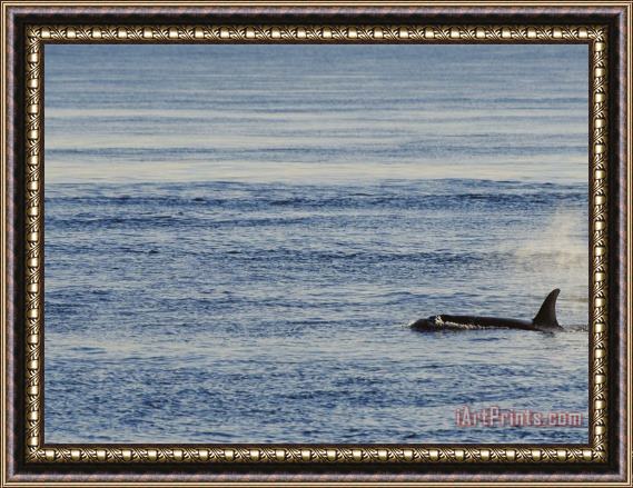 Raymond Gehman A Killer Whale Orcinus Orca Swims Through Placid Water Framed Print