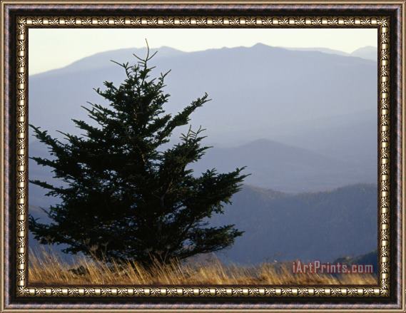 Raymond Gehman A Lone Spruce Tree And The Appalachian Mountains Ridges in Distance Framed Painting