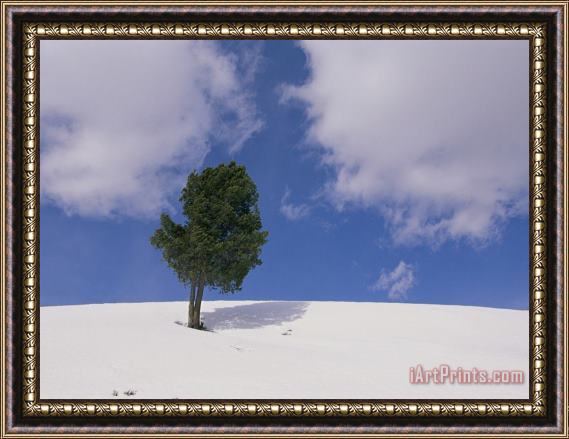Raymond Gehman A Lone Whitebark Pine Tree on a Snowy Hill Framed Painting