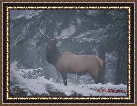 Raymond Gehman A Magnificent Bull Elk Stands Amidst The Snow Framed Print