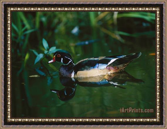 Raymond Gehman A Male Wood Duck Makes Its Home in The Wildlife Park at Brookgreen Gardens in South Carolina Framed Painting