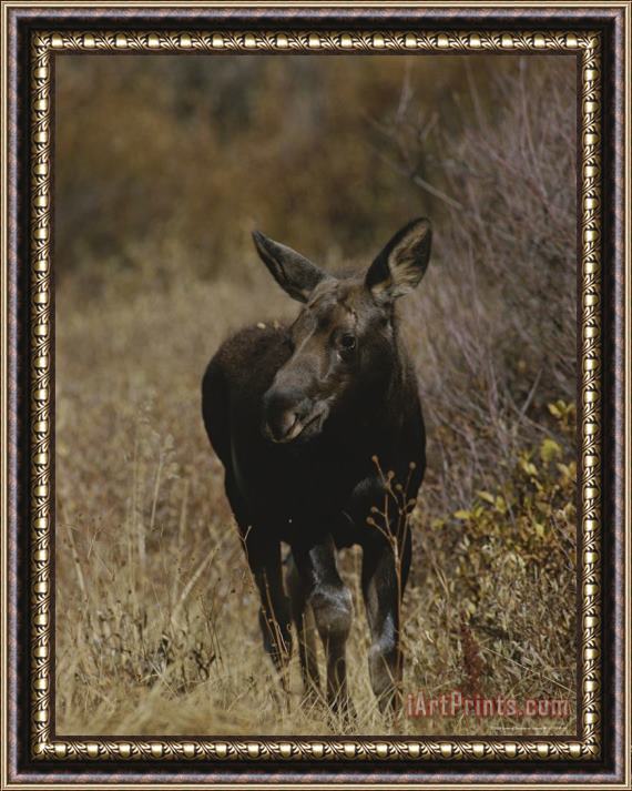 Raymond Gehman A Moose Calf in Grand Teton National Park Framed Painting