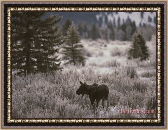 Raymond Gehman A Moose in a Frost Covered Field Grand Teton National Park Framed Painting
